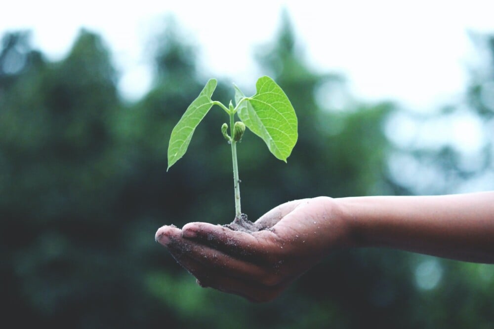 green content marketing